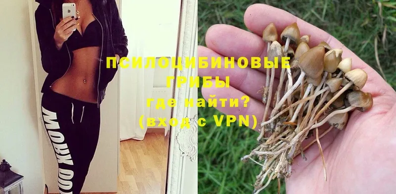 Галлюциногенные грибы Psilocybe Избербаш